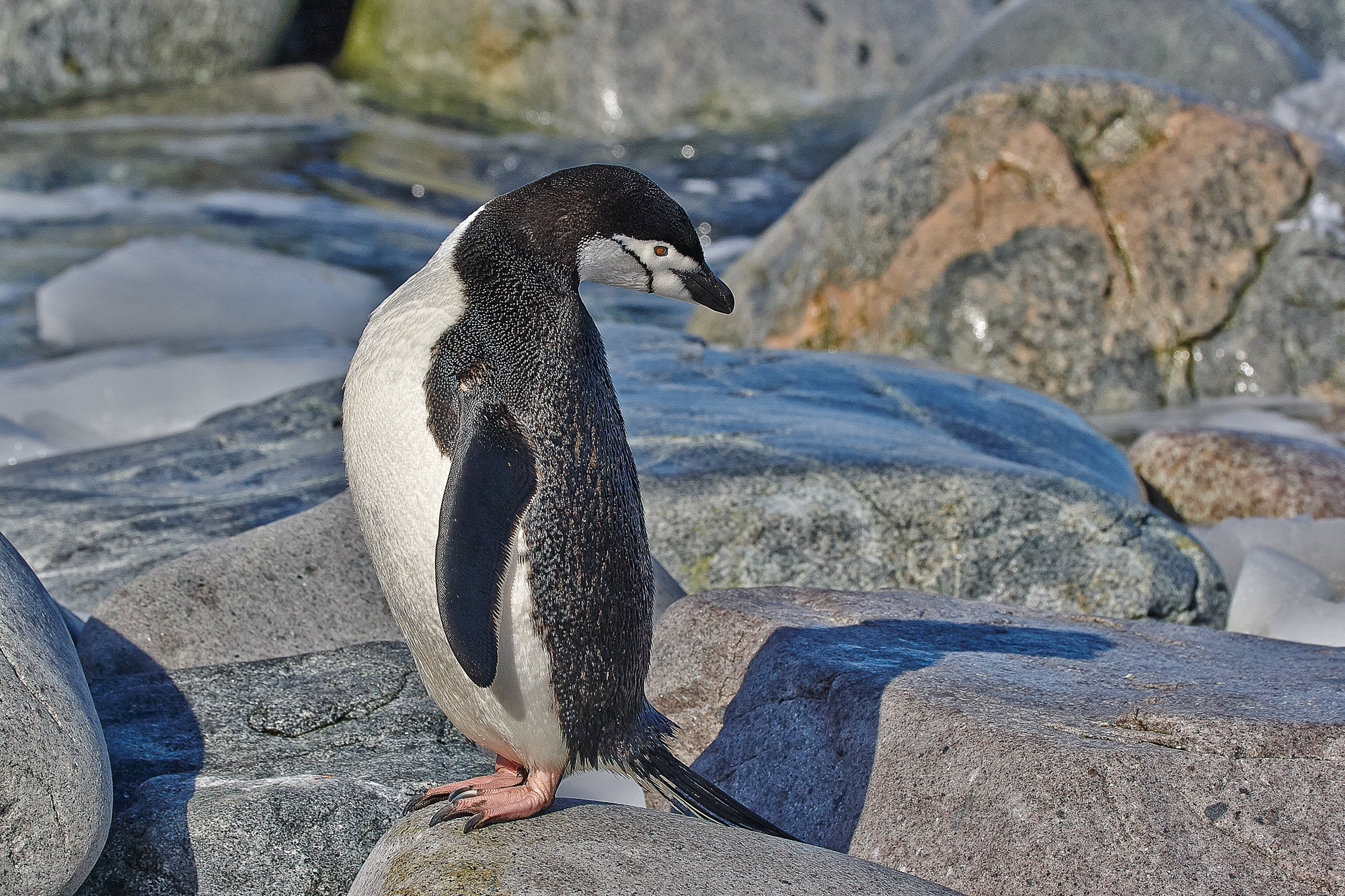 chinstrap penguin